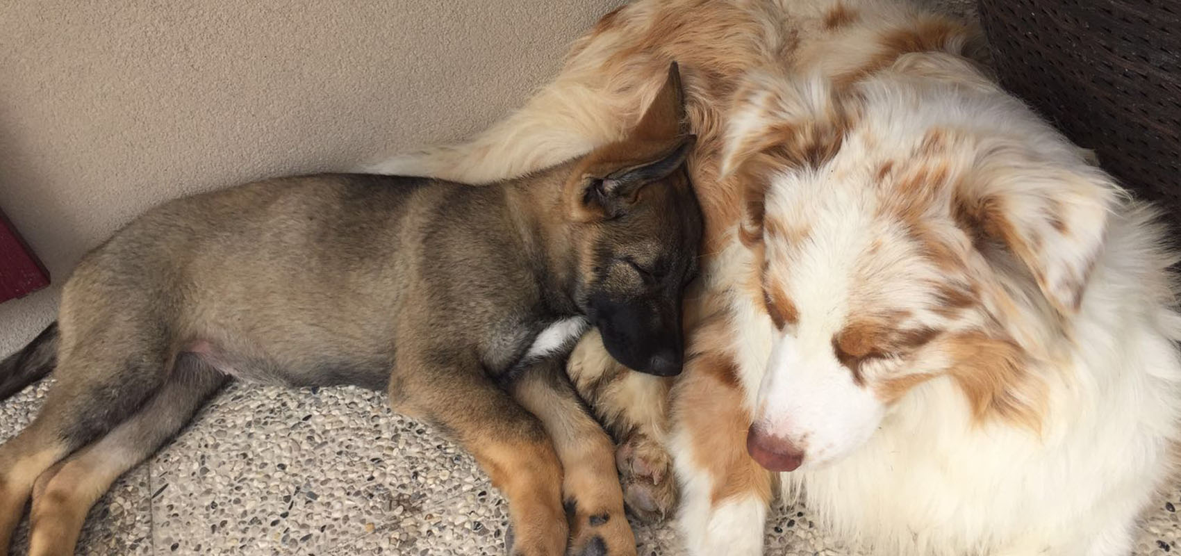 Del Roale Pensione per cani